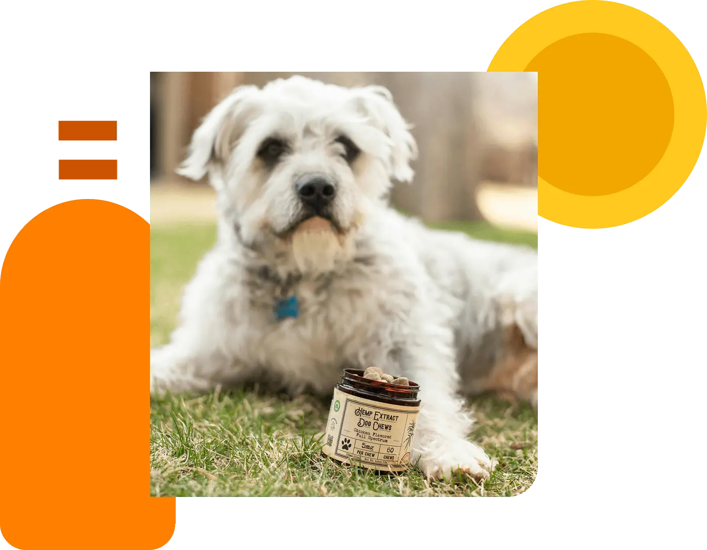 Pet Care